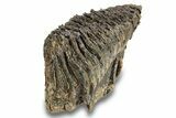 Fossil Woolly Mammoth Molar - Siberia #260004-2